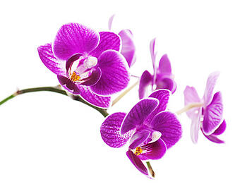 orchid